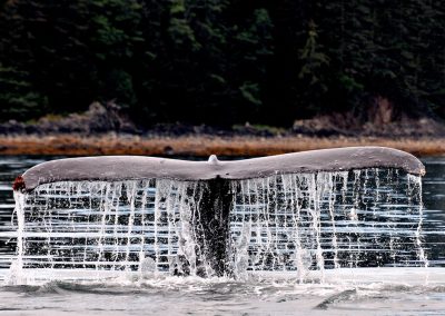 Juneau_Alaska_whaleS_CREDITS_hollandamericaline