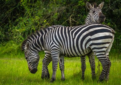 Lake Mburo. Zebra. Oeganda