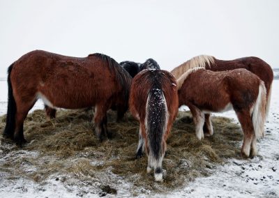 IJslandse paarden. Credits Isabella Visser