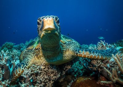 Curious turtle in Apo Island by David Hettich