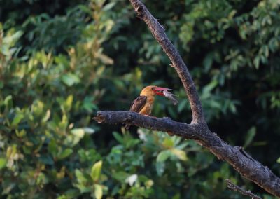 Kingfisher