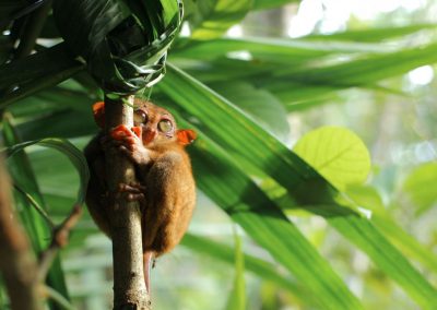 Voorkeur - Tarsier in Bohol