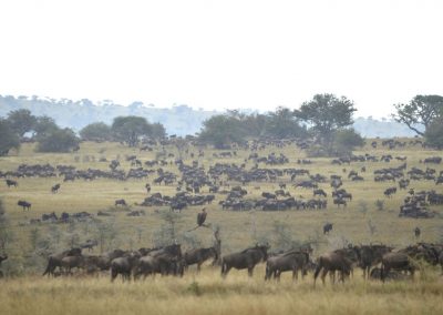 Ajubatus Safaris 14