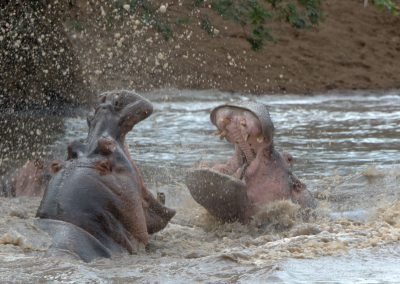 Ajubatus Safaris 16