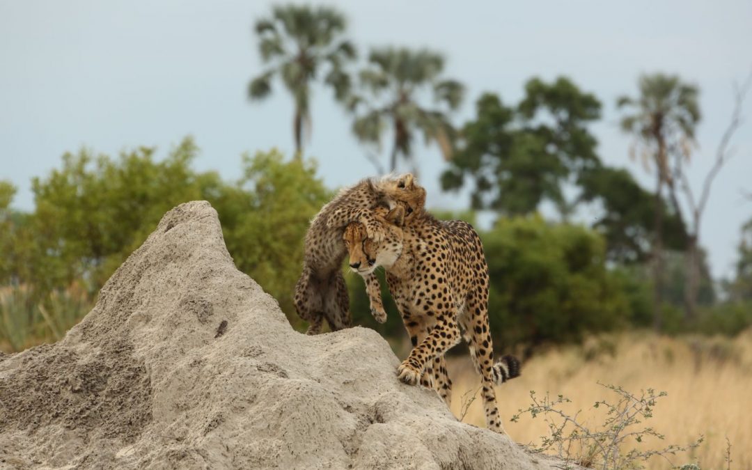 Tanden poetsen met wilde dieren