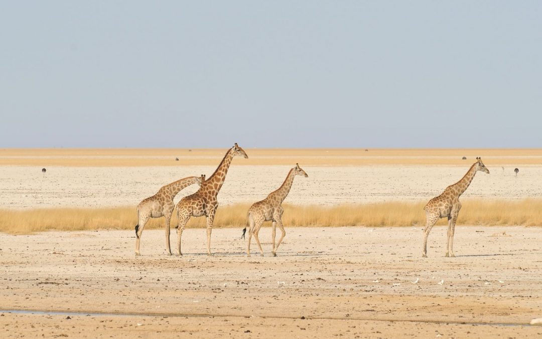 Rondreis Zuid-Afrika