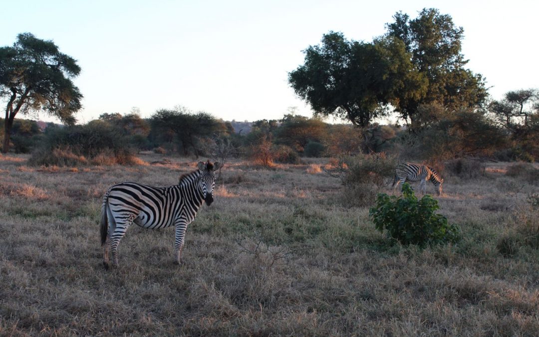 Op ontdekking in Limpopo, Zuid-Afrika