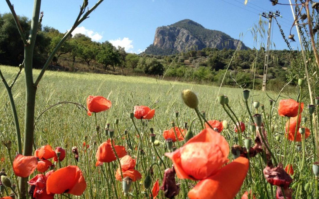 Mallorca, que te diviertas!